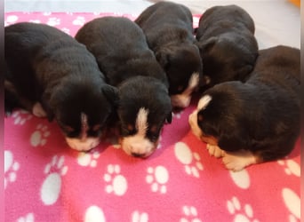 Entlebucher Sennenhund-Welpen "vom Zwergenstübchen" mit Ahnentafel