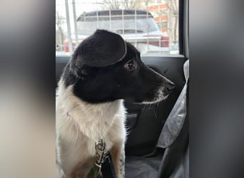 Sanfte Hündin Velta❤️aus Russland sucht liebevolles Zuhause - Pflegestelle oder Endstelle gesucht