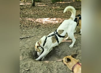 Schmusefreund IVO sucht sein Traumzuhause