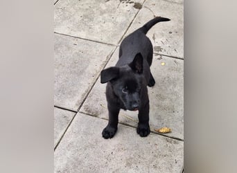 schwarze Schäferhunde aus Leistungszucht