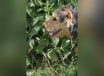 Klausi - Aktiver und lieber kleiner Rüde, ca. 2019 geboren, SEHR menschenbezogen!