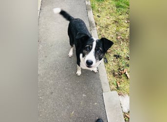 Molly - schon etwas älter aber bezaubernd
