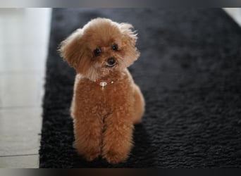 Charmante Toypudel Hündin (4 Jahre, Pudel) sucht liebevolles Zuhause