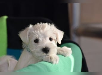 Zwergschnauzer Rüde weiß