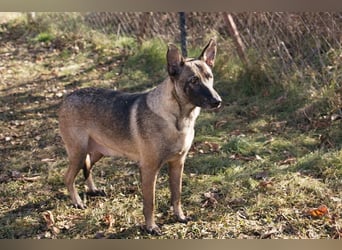 Flower-  Liebevolle Malinois-Mix-Hündin sucht ein geborgenes Zuhause
