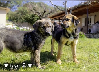Gigi und Giselle suchen ein Zuhause