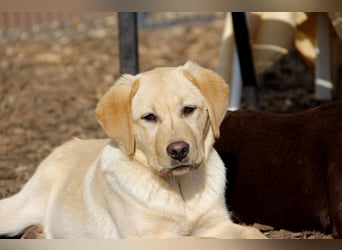 Liebevoller und kerngesunder Labrador Jungrüde in gelb sucht...