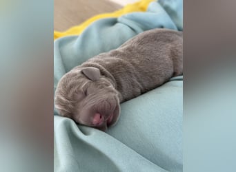 Labrador Welpen Arbeitslinie Silber Weiß Rüde Düsseldorf NRW Kleinanzeige