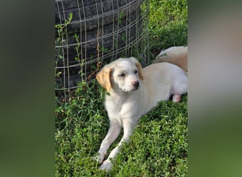 MELISSA - liebt es auf dem Schoß zu kuscheln!