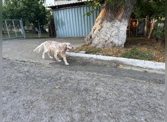 Hercules - Ein Setter mit Geschichte und großem Herzen