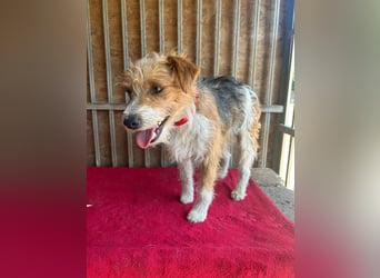 Figo, Foxterrier-Mix, Rüde, geb. am 01.01.2024, 40 cm
