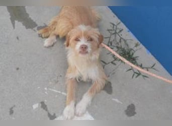 Big, ein kleiner Hund mit viel Energie und großem Kontaktbedürfnis