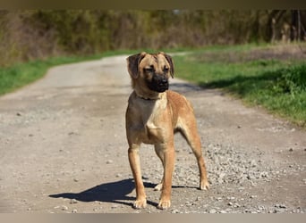 Buffy ist ein fröhlicher, aktiver Hund