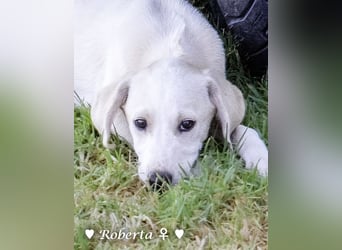 Roberta und Robbie, f.,  suchen eine Familie