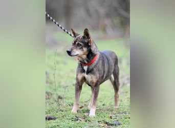 Lacika, 4 Jahre jung, 45 cm, sucht sein Zuhause
