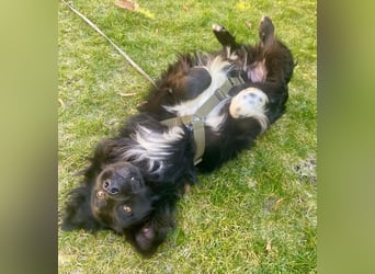 Hütehund Mischling Daios sucht eine liebe Familie