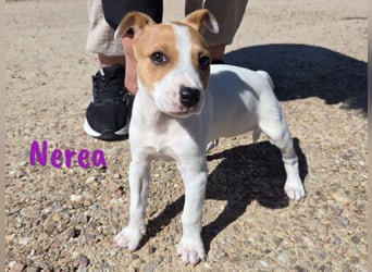 Nerea 01/2025 (ESP Pflegestelle) - aufgewecktes, süßes Ratonero Bodeguero Andaluz Mädchen!