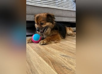 Maks – klein, aber oho! (44869 Bochum)