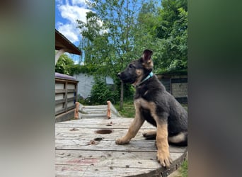 Deutsche Schäferhund Welpen