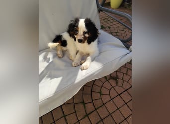 Welpe Vincent - Kleiner Hundebub sucht ein Zuhause für immer....