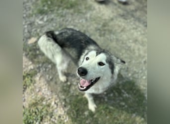Ruby ein tolles Mädchen