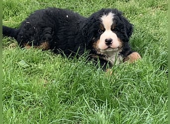 Berner Sennenhundwelpen-Welpe