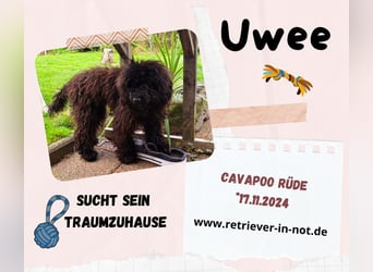 Zuhause gesucht für unseren kleinen Uwee