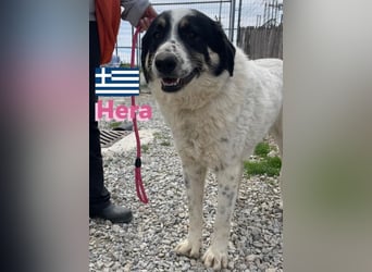 Hera , 09/23 - fröhliches liebes Mädel auf Heimatsuche