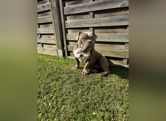 OEB mix Bulldoge old english bulldog