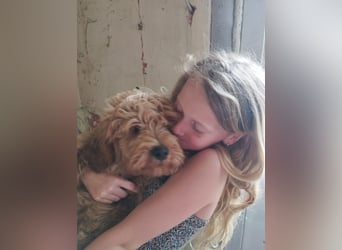 Wunderschöne Labradoodle Welpen, dürfen jetzt ausziehen!