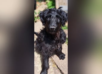 2 putzmuntere Aussiedoodles
