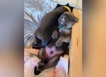 Wurf Cane Corso/Flat & Broholmer