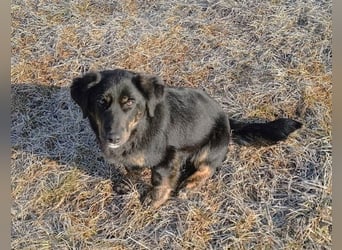 Fusko der freundliche Dackelmix