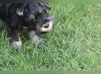 Zwergschnauzer Welpe schwarz silber  darf sofort ins neue Zuhause