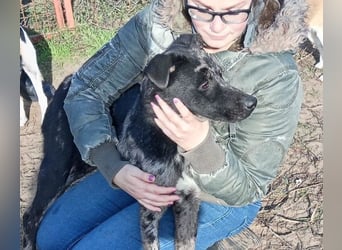 Zecco- ein Wundervoller Hundejunge sucht ein Zuhause