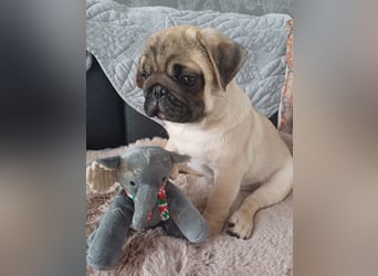Mops welpen ab sofort Abgabe bereit.