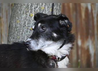 Hetti SI – Hundeomi sucht Gnadenplatz