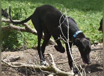 Abril2 10/2024 (ESP) - liebe und aufgeschlossene, junge Galga!