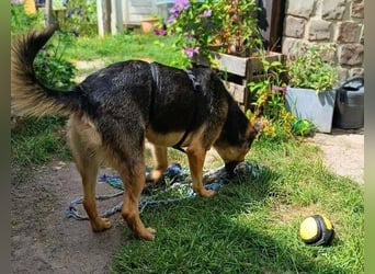 Beny, Schäferhund Mischling