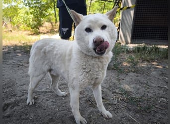 Hachi, sanfter Traumhund, ca. 10 Jahre, ca. 37 cm, ca. 11 kg