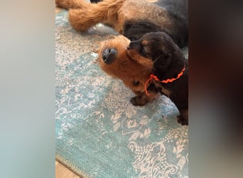 Typvolle Airedale Terrier Welpen aus Leistungszucht VDH/KfT