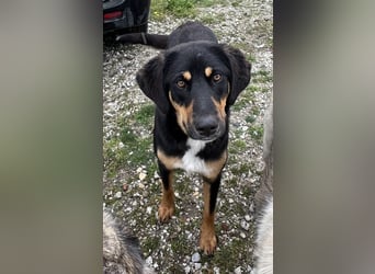Letti, geb. ca. 05/2024, lebt in GRIECHENLAND, auf einem Gelände, auf dem die Hunde notdürftig verso