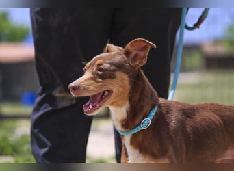 Caju, Mix Pinscher / Chihuahua, lieb und sozial