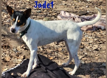 Jade1 04/2022 (ESP) - menschenbezogener, kleiner Ratonero Bodeguero Andaluz!