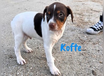 Kofte 12/2024 (ESP) - menschenbezogener, kleiner Bodeguero-Pinscher-Mix Welpe!