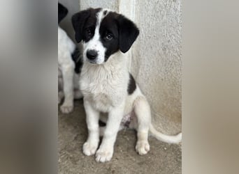 Zenzi, geb. ca. 01/2025, lebt in GRIECHENLAND, im städt. Tierheim Serres