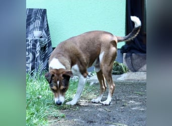 Dante, freundlich und anhänglich