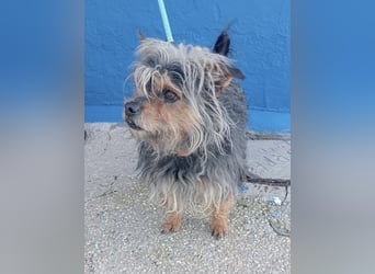 Tobby, sucht mit seiner Freundin Tara ein Zuhause