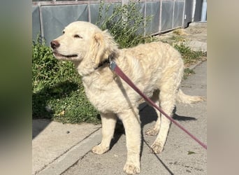 Nino ein Goldschatz