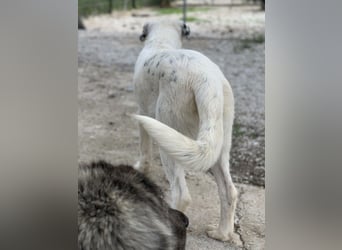 Pünktchen, geb. ca. 10/2022, lebt in GRIECHENLAND, im städt. Tierheim Serres
